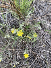 Potentilla verticillaris
