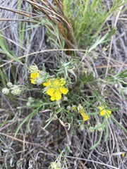 Potentilla verticillaris