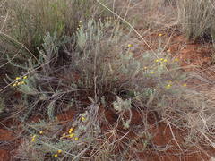Pentzia calcarea