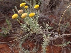 Pentzia calcarea