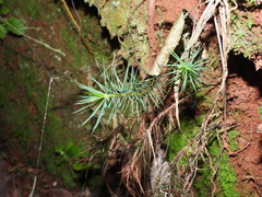 Dawsonia