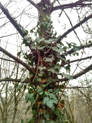 Hedera helix