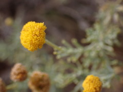 Pentzia calcarea