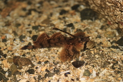 Nautichthys oculofasciatus