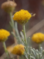 Pentzia calcarea