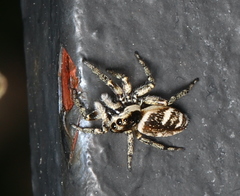 Salticus scenicus