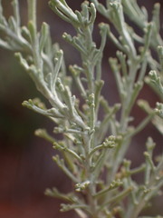Pentzia calcarea