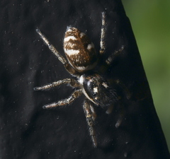Salticus scenicus