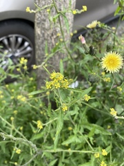 Sisymbrium officinale