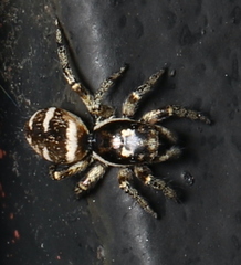 Salticus scenicus