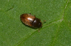 Epuraea melanocephala
