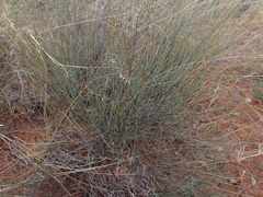 Lacomucinaea lineata