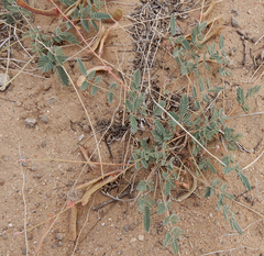 Hoffmannseggia drepanocarpa