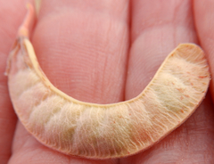 Hoffmannseggia drepanocarpa