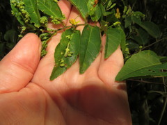 Grewia caffra