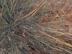 Lacomucinaea lineata