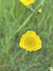 Ranunculus acris