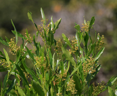 Dodonaea viscosa angustifolia