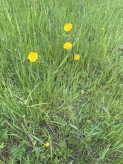 Ranunculus acris