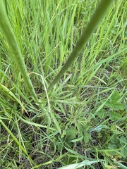 Ranunculus acris