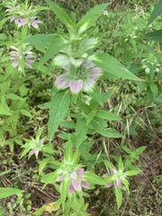 Monarda stanfieldii