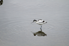 Recurvirostra avosetta