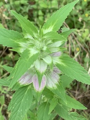 Monarda stanfieldii