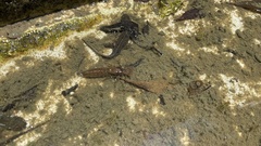 Polycanthagyna melanictera
