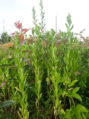 Plectocephalus americanus