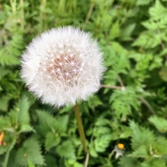 Taraxacum officinale