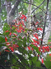 Warszewiczia coccinea