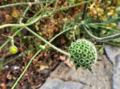 Knautia integrifolia