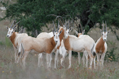Oryx dammah