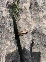 Plestiodon japonicus