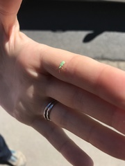 Polydrusus pterygomalis