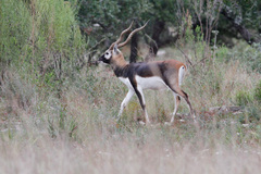 Antilope cervicapra