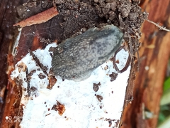 Arion circumscriptus