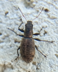 Polydrusus inustus