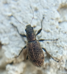 Polydrusus inustus