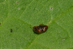 Epuraea melanocephala