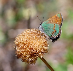 Callophrys affinis