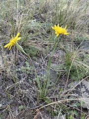 Takhtajaniantha austriaca