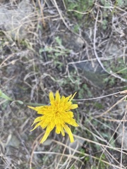 Takhtajaniantha austriaca