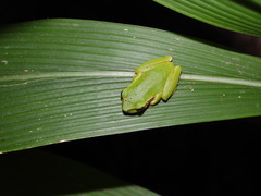 Ranoidea barringtonensis