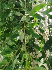 Kigelia africana