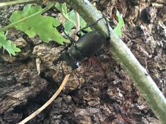 Lucanus cervus