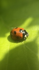 Coccinella septempunctata