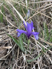Iris uniflora