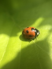 Coccinella septempunctata