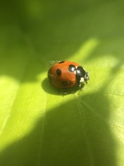 Coccinella septempunctata